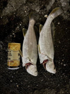 お魚釣れたからかお前らの集合知を借りたい