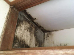【悲報】俺の部屋、腐海か？って勢いでカビが繁殖しやすいんだがｗｗｗｗｗｗｗｗｗｗ