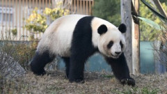 【悲報】パンダの中国返還以降、上野動物園の入園者数が2割も減少してしまう…