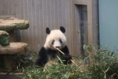 【悲報】パンダの中国返還以降、上野動物園の入園者数がおよそ2割減少