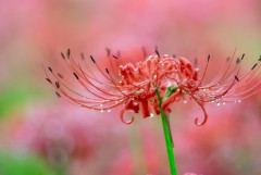 【画像】いい天気だから彼岸花の写真撮ったった