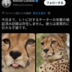 【チーター】子猫です