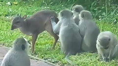 やはりサルは異種動物をかわいがる。レイヨウの毛づくろいをするベルベットモンキー