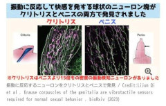 【画像】ち◯こ、快感を発生させるニューロンがマ◯コの15分の1しか無い雑魚器官だった…
