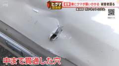 【動画】ヒグマ、車に襲い掛かりボンネットに穴を空ける