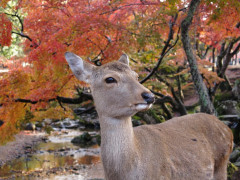 京都のど真ん中で育った生粋の京都人「奈良になんて嫁ぎたくない(´;ω;｀)」周囲「あんな田舎に嫁ぐなんて可哀想だ」  →  しかし引っ越した結果、なんと….,,