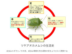【悲報】カメムシ大量発生『平年の20倍』の声→コンビニ・洗濯物・車に侵入で全国から悲鳴