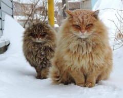シベリアの猫と日本の猫を比べてみた【再】