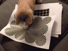 【GIF】 うちの猫にこれ試そうと思っている【再】