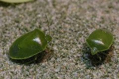 【閲覧注意・虫注意】カメムシ大量発生中