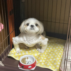 【朗報】ティガレックスみたいなイッヌ、発見される