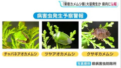 【悲報】静岡､カメムシが多すぎる 平年の約20倍のおそれ 静岡県内で28年ぶり｢病害虫発生予察警報｣