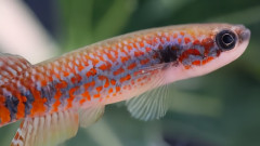 鮮やかなオレンジの模様を持つ新種の魚をアマゾンで発見！