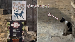 「猫についていって」の看板の近くに猫！そのままカフェの空席に案内してくれた！