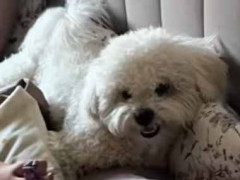 犬と散歩に行く時間になった。散歩は好き、でもハーネスは… → 犬こうなっちゃう…