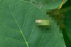 【注意】静岡県で「カメムシ」が大発生！