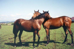 【悲報】競馬の世界「優秀なオスに優秀なメスを大量にあてがって優秀な馬を作るぞ！」←人でやらないのはなぜ？