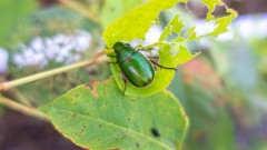 カナブンだと思っていた虫は、（おそらく）全部コガネムシだった…