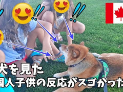 外国人「柴犬は誇り高い」バンクーバーでカナダ人子供が柴犬に驚いてる