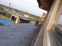 天気がいいので、窓を開け放って部屋の掃除してたらなんか通った。【再】