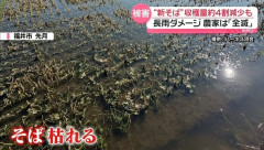 【悲報】“新そば”大雨や長雨でダメージ　収穫量約4割減少も…