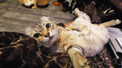 猫が1匹で留守番できる時間はどれくらい？獣医によると8〜12時間、最高でも24時間が目安
