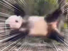 【閲覧注意】 可愛い子が夢中で遊んでいた。生存本能はどこいった？ → 失われた野生はこちらです…