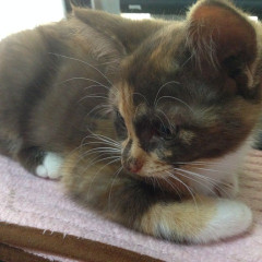 すでに2匹の先住さんがいるのに、娘が黙って自分の部屋に子猫を連れてきていた事が発覚。【再】