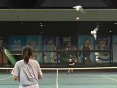 テニスの打球が空中でカモメを直撃、コートに落ちた1羽に「あの子は助かったの？」【海外の反応】