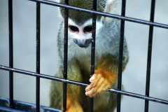 【衝撃】動物園でリスザルの檻の前、猿に手を伸ばしたら…