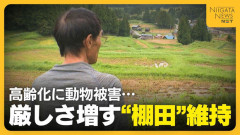 『日本の棚田百選』に選ばれた棚田でも…「コメ作りは今年で最後」高齢化にイノシシ被害…厳しさ増す棚田維持「苦労するから継がせない」