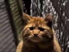 路上に前足を骨折した老猫がいた。とても人懐っこい → 結果…