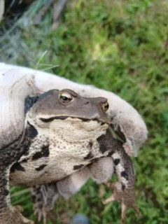 めっちょデカイカエルいたんだがｗｗｗ（※画像あり）