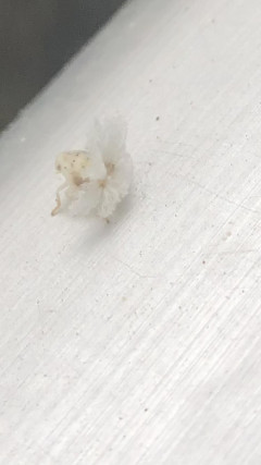 【速報】ガチで俺、新種の虫見つけたかもしれないｗｗｗｗｗｗｗｗｗｗ