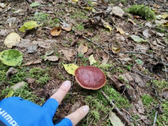 【画像】初心者ぷゆゆだけど山きたよ