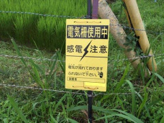 【悲報】アイドルが電気柵に触れ「感電」、「危険事案なのでは」「笑い事では済まない」