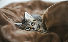 旅行中に飼い猫を旦那友人宅で預かってもらった。迎えに行ったら「猫をこのままうちで飼ってもいいか？」と言い出して・・・