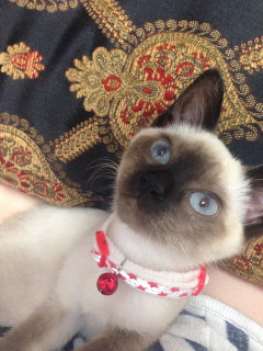 昨日から子猫がきました。 ノラ出身のシャムちゃん。 犬しかかったことがなくて全然勝手がわからないです！【再】