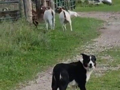 ヤギの群れを後ろから追う白い猫、犬は道に立ち止まってカメラを振り返る「仕事を猫に外注された」【海外の反応】