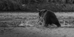 そういえばクマ被害全然出なくなったな
