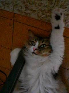 猫「せんせい！すずめはおやつですか？」【再】