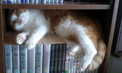 新たな秘密基地（本棚）を見つけた  うちの 猫まんじゅうｗ【再】
