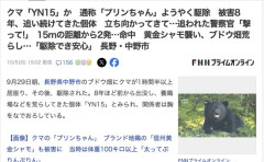 【熊】プリンちゃん、8年追われ続けついに討伐される