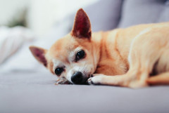 私「愛犬たちを私たちの結婚式に参列させたい」両親「…それはどうなの？」私たち「大丈夫！へーきへーき！」　→　想定外なトンデモナイ事態に…,,