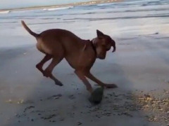 砂浜に転がる貝ひとつに犬が大興奮、両前足で叩いては跳ね回る　貝「外は今とんでもない嵐だな」【海外の反応】