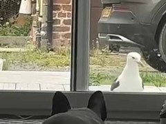 窓の外に1羽のカモメが現れた。彼女が警戒しながら近づいて行く → こうなった…