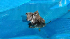我が子を背負ったコアラの母がプールで水没寸前のところ2匹とも無事救助