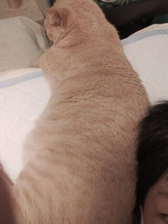 熱で寝込んだら猫がずっと寄り添ってくれる