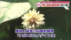 【植物】「地球上最悪の侵略的植物」大分県内で確認 強い繁殖力を持つナガエツルノゲイトウ 生態系に影響の恐れ