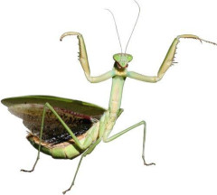 【悲報】カマキリって冷静に考えてカッコ良すぎるよな